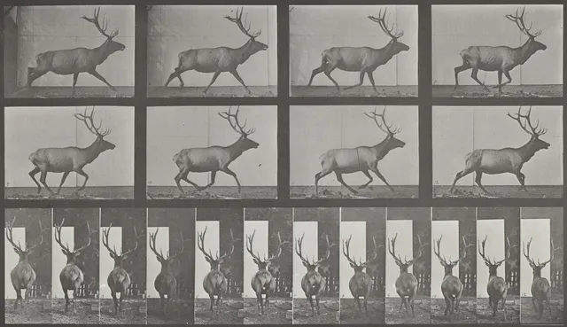 Stills In Motion wallpaper: Elk Galloping 1887